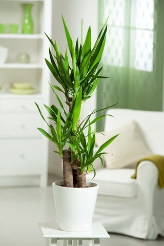 Areca, Chamaedorea et Yucca - Hauteur livrée 25-40 cm
