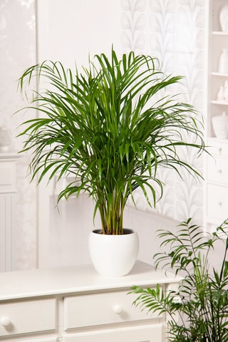 Areca, Chamaedorea et Yucca - Hauteur livrée 25-40 cm