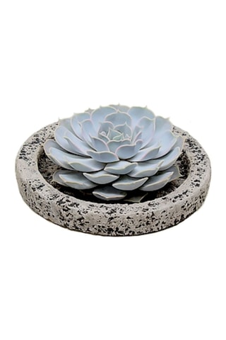 Echeveria Lilacina - Hauteur livrée 8 cm