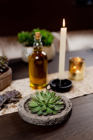 Echeveria Lilacina - Hauteur livrée 8 cm