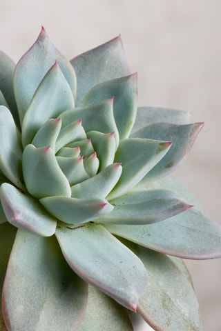 Echeveria Lilacina - Hauteur livrée 8 cm
