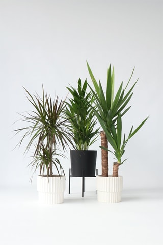 3 palmiers d'intérieur XL - Yucca, Dracaena et Areca - Hauteur livrée 60-80 cm