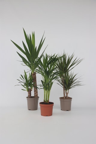 3 palmiers d'intérieur XL - Yucca, Dracaena et Areca - Hauteur livrée 60-80 cm