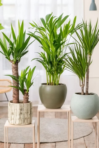 3 palmiers d'intérieur XL - Yucca, Dracaena et Areca - Hauteur livrée 60-80 cm
