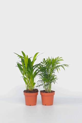 2 palmiers Dypsis lutescens et Chamaedorea elegans - Hauteur livrée 25-40 cm