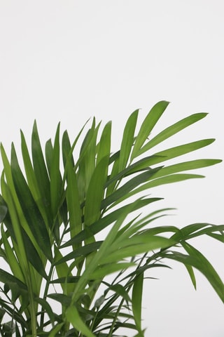 2 palmiers Dypsis lutescens et Chamaedorea elegans - Hauteur livrée 25-40 cm