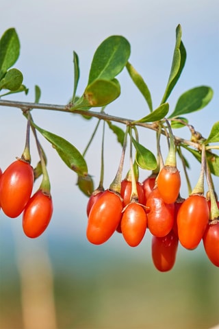 3 Superfruits - Hauteur livrée 25-40 cm