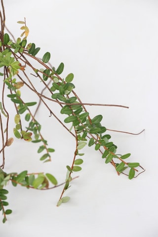 3 Superfruits - Hauteur livrée 25-40 cm