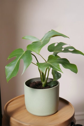 2 Monstera Minima - Hauteur livrée 25-40 cm