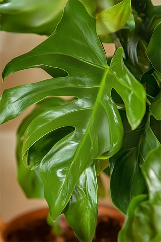 2 Monstera Minima - Hauteur livrée 25-40 cm