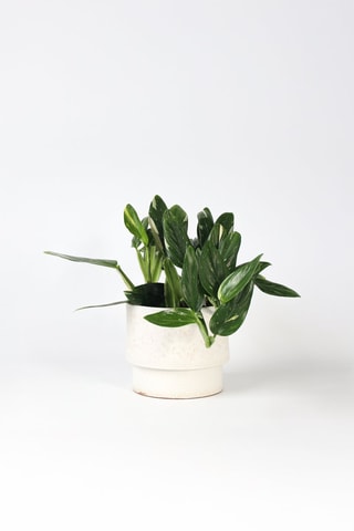Philodendron Cobra - Hauteur livrée 55-65 cm