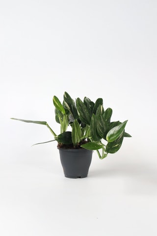 Philodendron Cobra - Hauteur livrée 55-65 cm