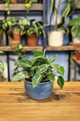Philodendron Cobra - Hauteur livrée 55-65 cm