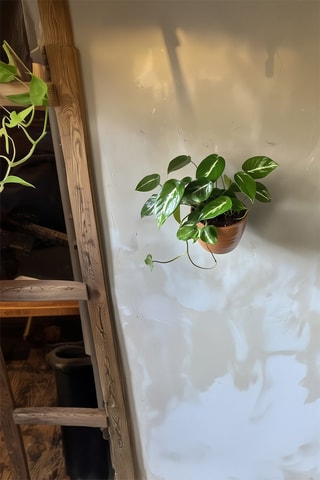 Philodendron Cobra - Hauteur livrée 55-65 cm
