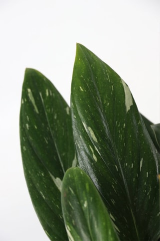 Philodendron Cobra - Hauteur livrée 55-65 cm