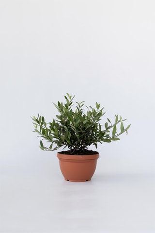 Bonsaï olivier - Hauteur livrée 25-40 cm