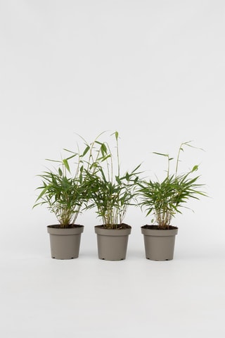 3 fargesias - Hauteur livrée 25-40 cm