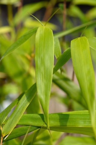 3 fargesias - Hauteur livrée 25-40 cm