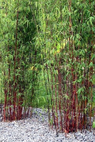 3 fargesias - Hauteur livrée 25-40 cm