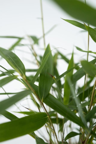 3 fargesias - Hauteur livrée 25-40 cm