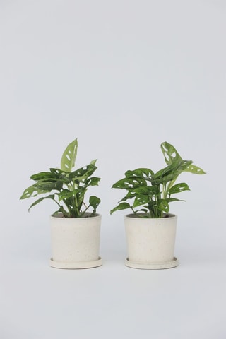 2 monstera "masque de singe" - Hauteur livrée 25-30 cm