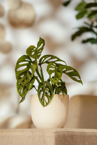 2 monstera "masque de singe" - Hauteur livrée 25-30 cm