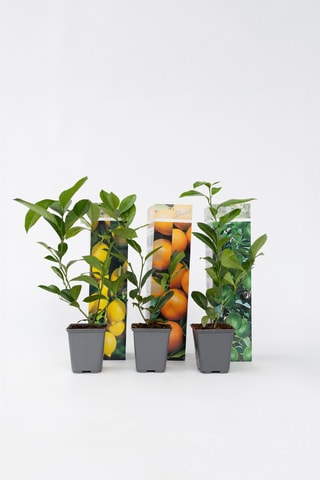 3 citrus - Hauteur livrée 25-40 cm