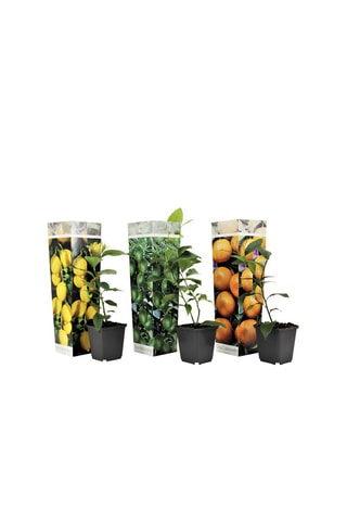 3 citrus - Hauteur livrée 25-40 cm
