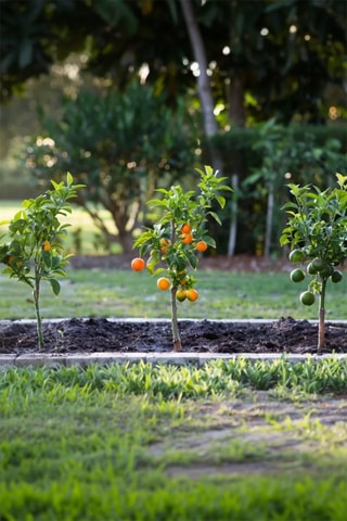 3 citrus - Hauteur livrée 25-40 cm