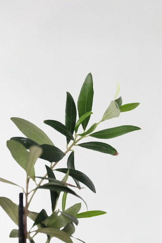 4 arbres fruitiers méditerranéens - Hauteur livrée 25-40 cm