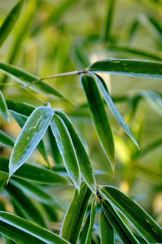 3 fargesias - Hauteur livrée 25-40 cm