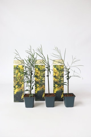 3 Acacia Dealbata Mimosa - Hauteur livrée 25-40 cm