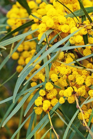 3 Acacia Dealbata Mimosa - Hauteur livrée 25-40 cm