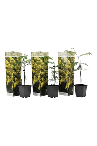 3 Acacia Dealbata Mimosa - Hauteur livrée 25-40 cm