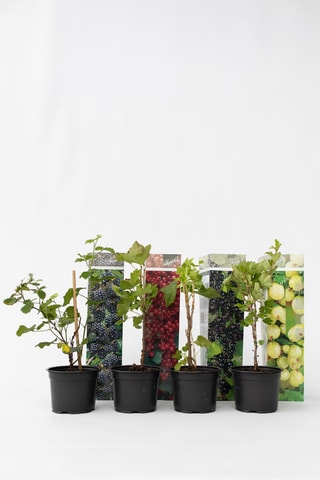 Mélange de 4 baies - Groseille, aronia, mûre et groseille à maquereau - Hauteur livrée 20-25 cm
