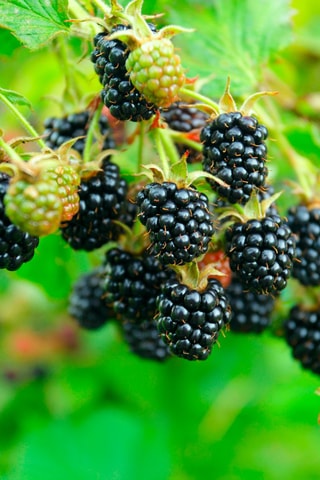 Mélange de 4 baies - Groseille, aronia, mûre et groseille à maquereau - Hauteur livrée 20-25 cm