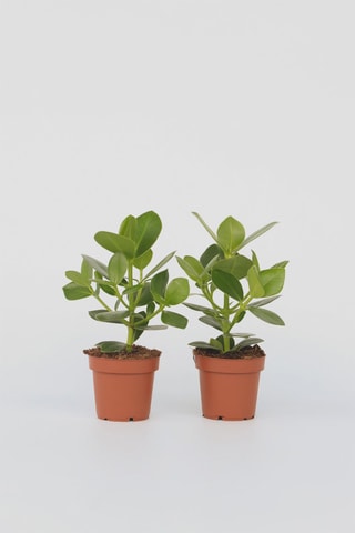 2 Clusia Rosea Princess - Hauteur livrée 25-35 cm