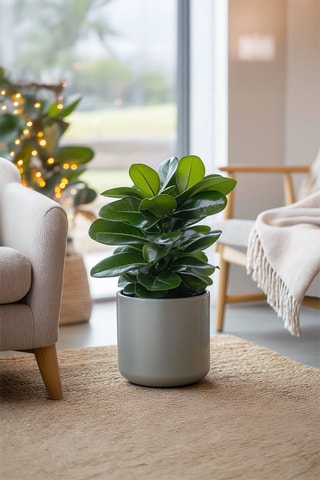 2 Clusia Rosea Princess - Hauteur livrée 25-35 cm