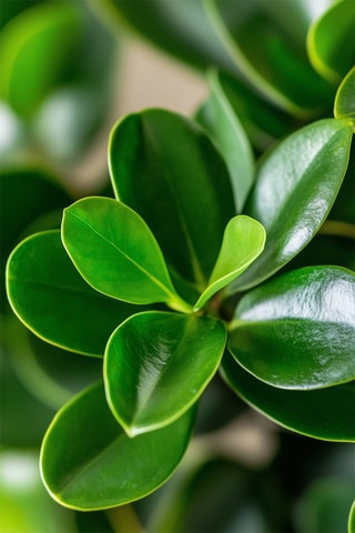 2 Clusia Rosea Princess - Hauteur livrée 25-35 cm