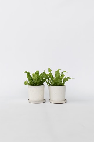 2 Asplenium Crispy Wave - Hauteur livrée 25-40 cm