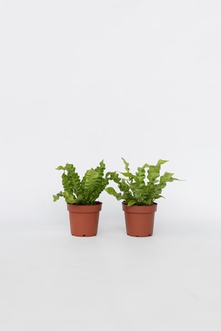 2 Asplenium Crispy Wave - Hauteur livrée 25-40 cm