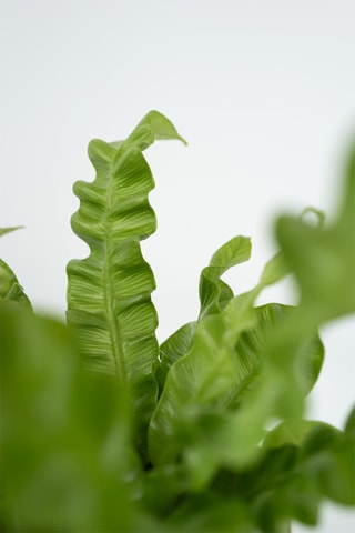 2 Asplenium Crispy Wave - Hauteur livrée 25-40 cm