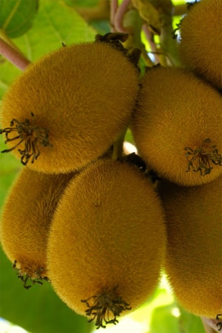 3 arbres à Kiwi Jenny - Hauteur livrée 15-20 cm