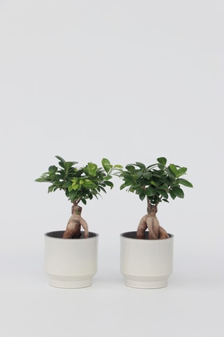 2 ficus ginseng bonsai - Hauteur livrée 30-40 cm