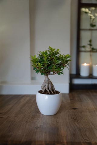 2 ficus ginseng bonsai - Hauteur livrée 30-40 cm