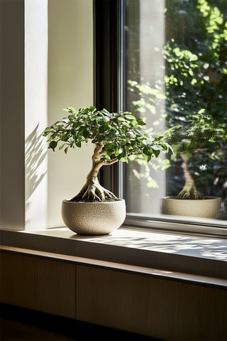 2 ficus ginseng bonsai - Hauteur livrée 30-40 cm