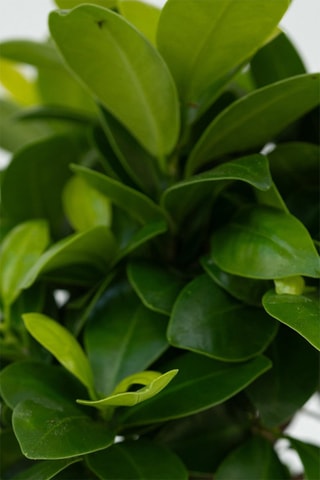 2 ficus ginseng bonsai - Hauteur livrée 30-40 cm