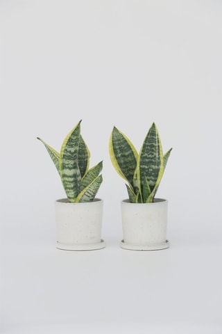 2 sansevieria - Hauteur livrée 35-40 cm