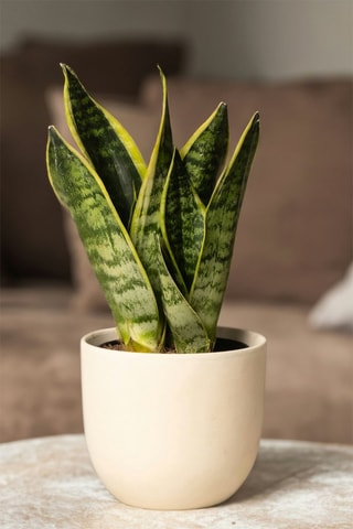2 sansevieria - Hauteur livrée 35-40 cm