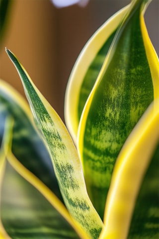 2 sansevieria - Hauteur livrée 35-40 cm